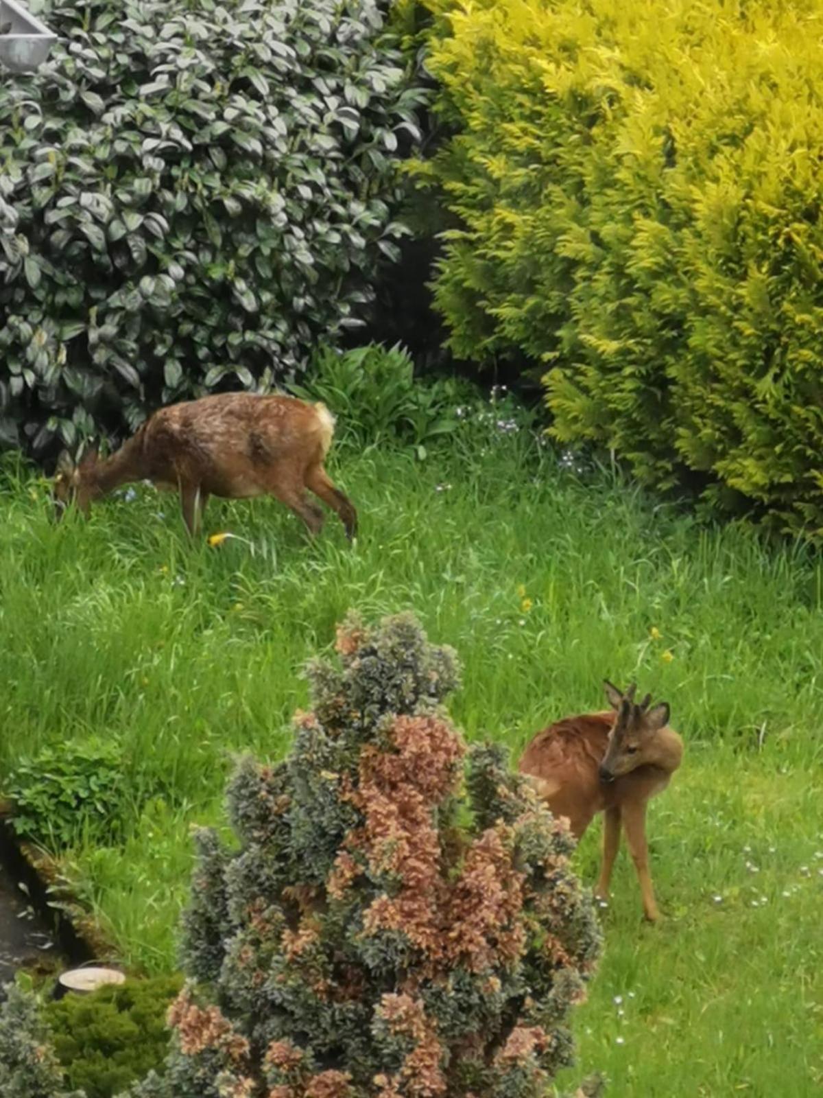 Ferienwohnung In Waldrandlage In Nationalpark Schleiden / Eifel Exteriör bild