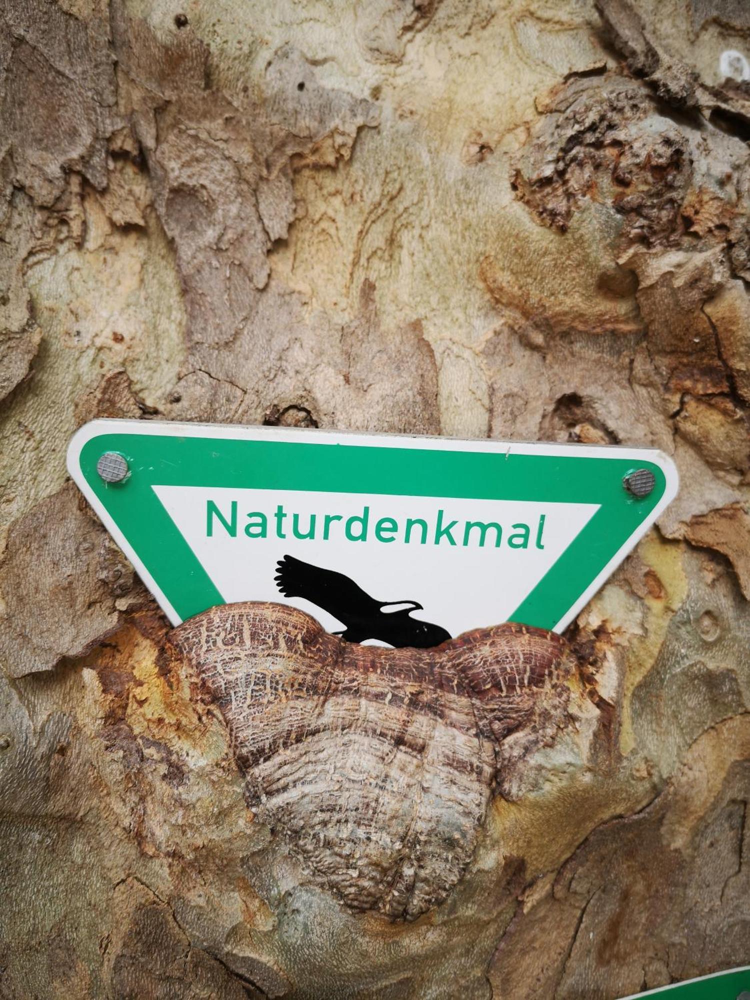Ferienwohnung In Waldrandlage In Nationalpark Schleiden / Eifel Exteriör bild