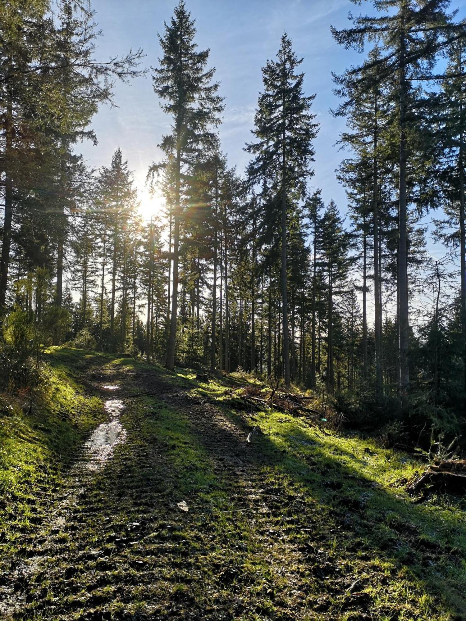 Ferienwohnung In Waldrandlage In Nationalpark Schleiden / Eifel Exteriör bild