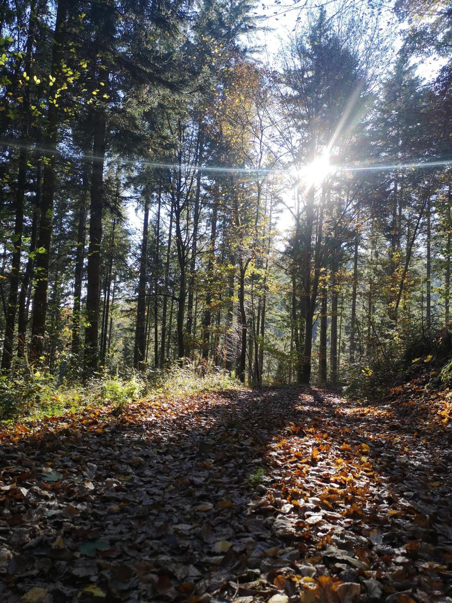 Ferienwohnung In Waldrandlage In Nationalpark Schleiden / Eifel Exteriör bild
