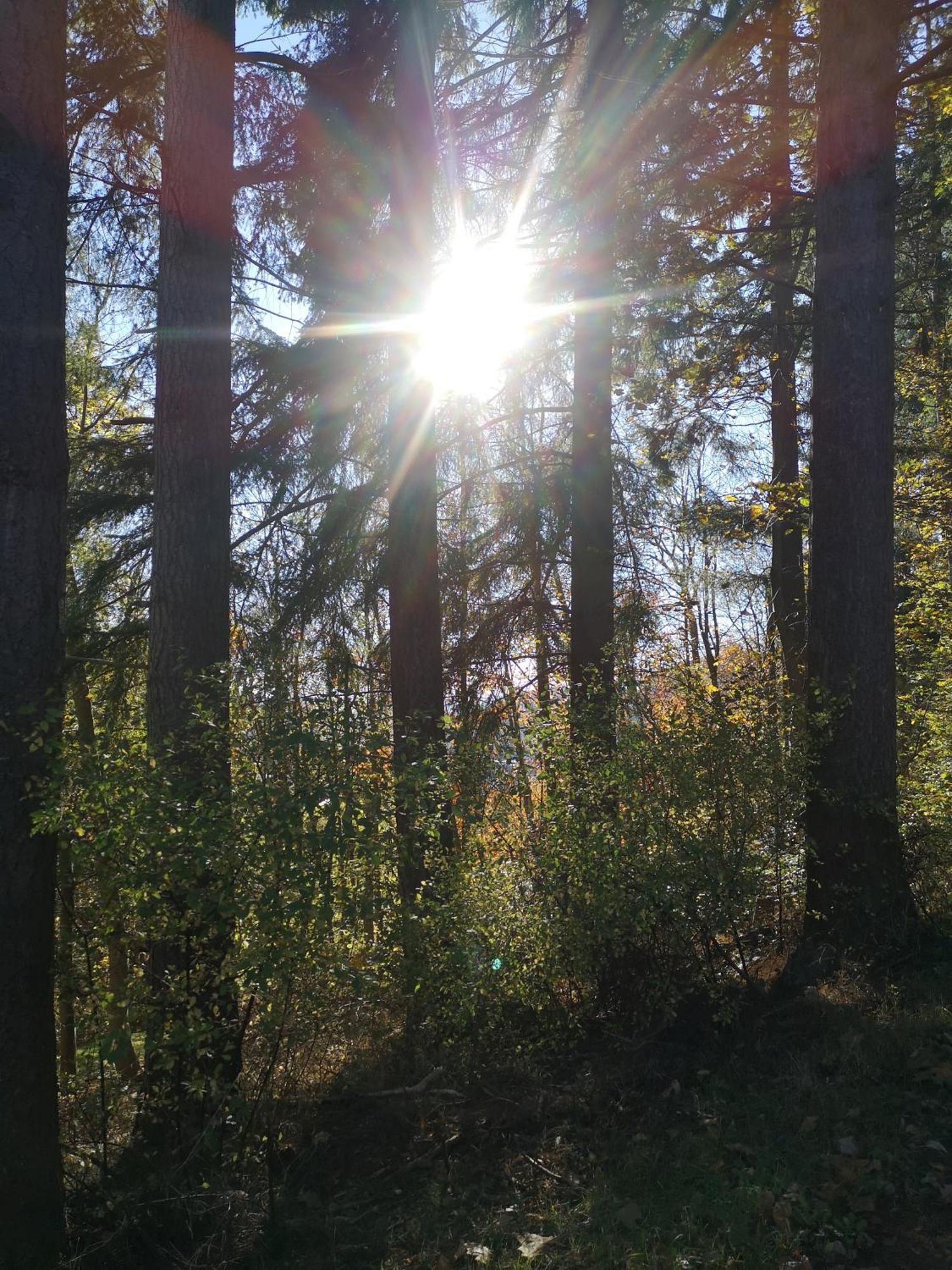 Ferienwohnung In Waldrandlage In Nationalpark Schleiden / Eifel Exteriör bild