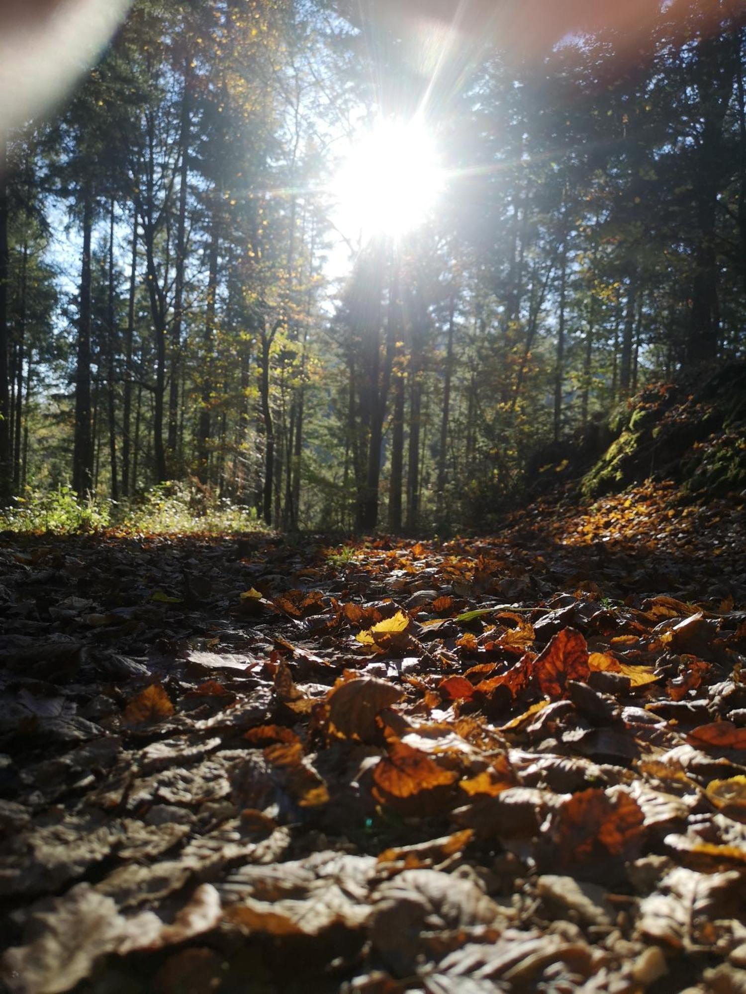 Ferienwohnung In Waldrandlage In Nationalpark Schleiden / Eifel Exteriör bild